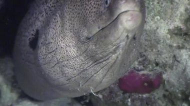 Sualtı mercan Red Sea'deki/daki Moray.