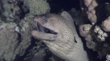 Moray su altında arka plan deniz manzara Red Sea'deki/daki üzerinde başkanı.