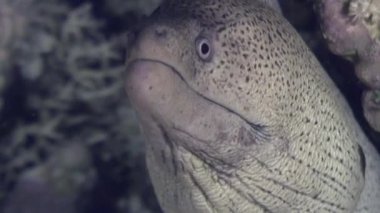 Tehlikeli Moray sualtı Red Sea'deki/daki yiyecek bulmak.