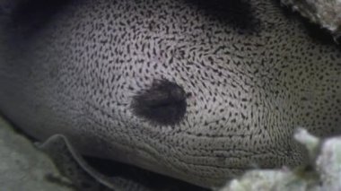 Moray sualtı mercan Red Sea'deki/daki sualtı manzara arka plan üzerinde.