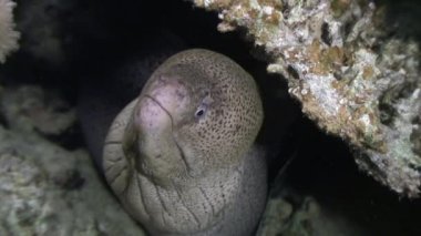 Sualtı mercan Red Sea'deki/daki Moray.