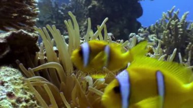 Anemon ve Red Sea'deki/daki suyun altında palyaço balığı.