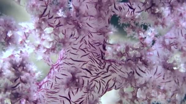 Měkké korály pod vodou na pozadí Mořské krajiny v Rudém moři.