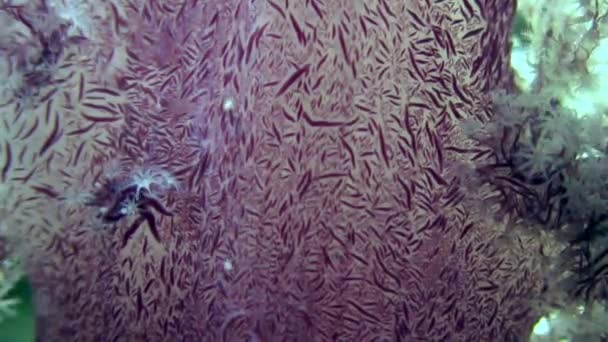 Morbido corallo sott'acqua sullo sfondo paesaggio marino nel Mar Rosso . — Video Stock