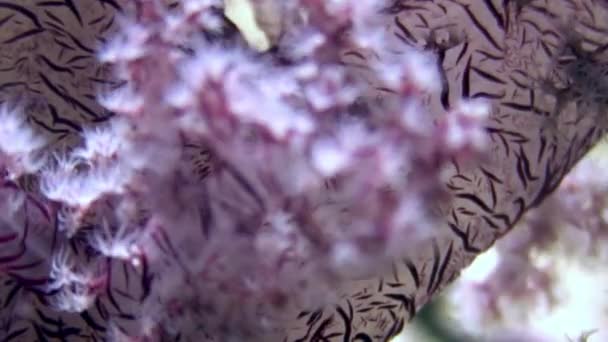 Corail doux sous-marin sur fond de paysage marin en mer Rouge . — Video