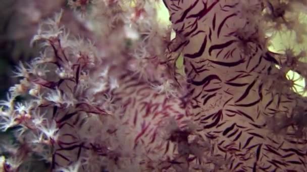 Lágy korall víz alatt a háttérben a tengeri táj, a Vörös-tenger. — Stock videók