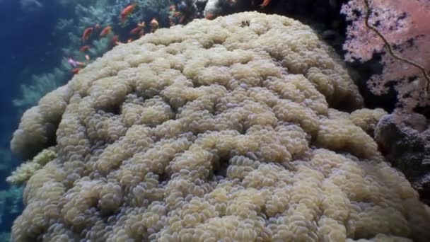 Actinium anemone underwater on background marine landscape in Red sea. — Stock Video