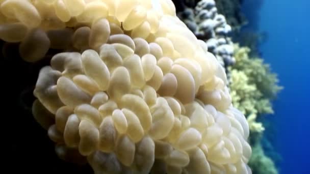 Actinium anemone underwater on background marine landscape in Red sea. — Stock Video