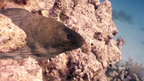 Moray underwater on background marine landscape in Red sea. — Stock Video