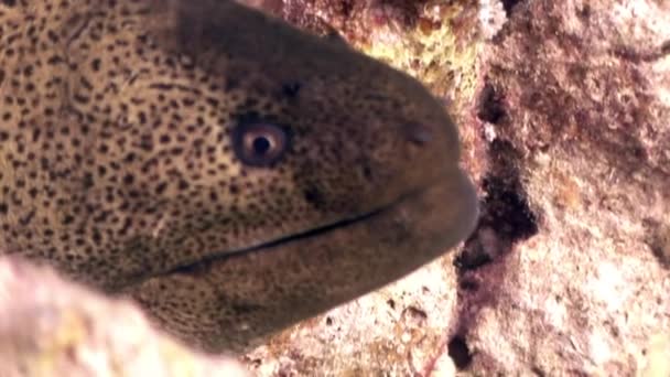 Moray bajo el agua en coral en el Mar Rojo . — Vídeos de Stock