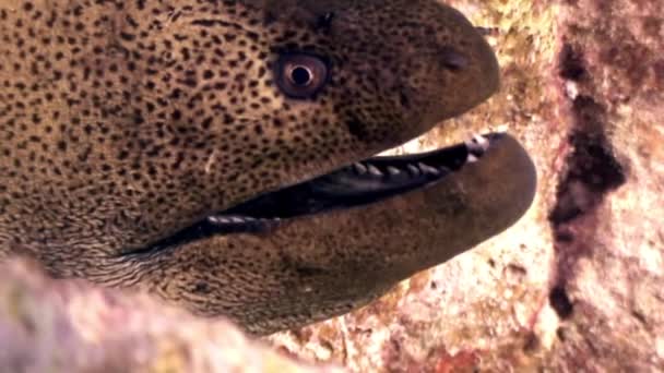 Moray de cerca bajo el agua en el paisaje marino de fondo en el Mar Rojo . — Vídeos de Stock
