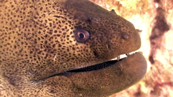 Head moray underwater on background marine landscape in Red sea. — Stock Video