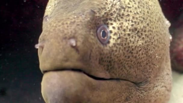 Dangerous Moray underwater in search of food in Red sea. — Stock Video