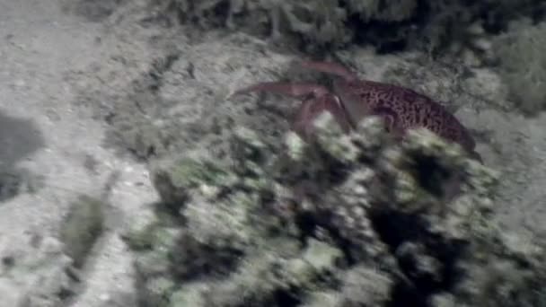 Crabe sous-marin sur les fonds marins dans le corail de l'océan . — Video