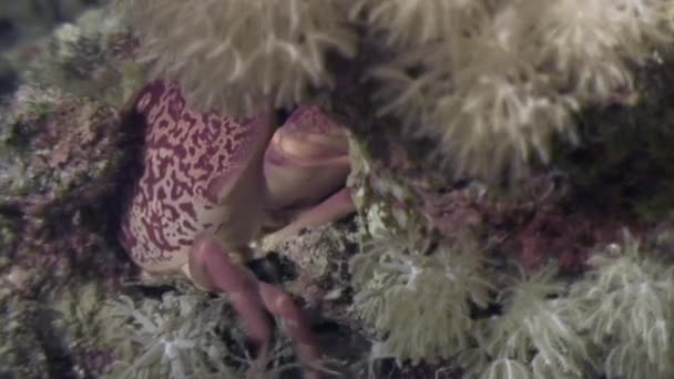 Crabe sous-marin sur les fonds marins en corail à la recherche de nourriture dans l'océan .