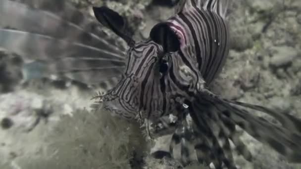 Pez escorpión bajo el agua sobre el paisaje marino de fondo en el Mar Rojo . — Vídeos de Stock
