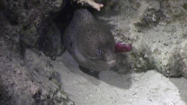 Moray bajo el agua sobre el paisaje marino de fondo en el Mar Rojo . — Vídeo de stock