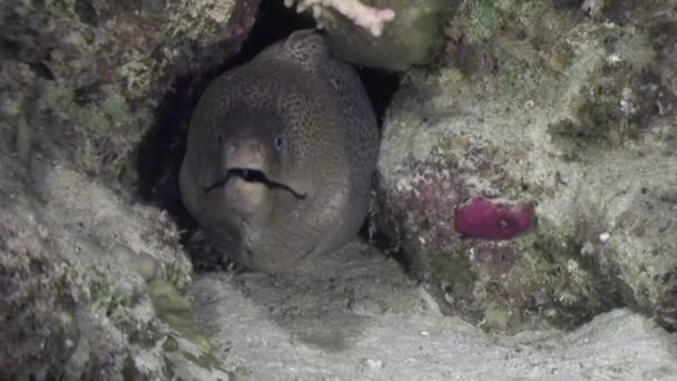 Head of moray underwater on background marine landscape in Red sea. — Stock Video