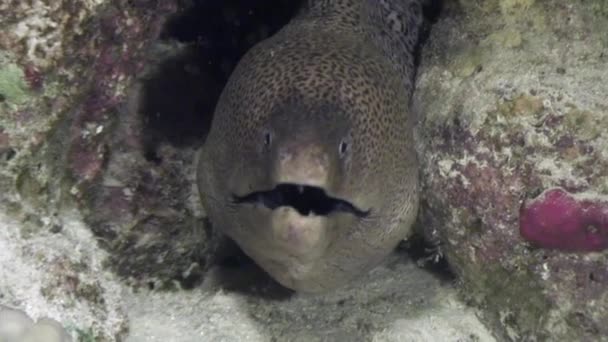 Moray bajo el agua en coral en el Mar Rojo . — Vídeos de Stock