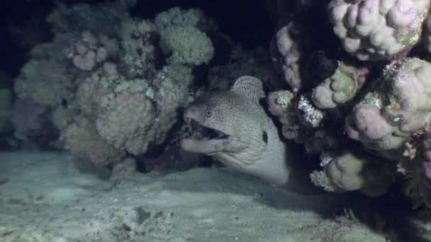 Cabeza de morena bajo el agua sobre el paisaje marino de fondo en el Mar Rojo . — Vídeo de stock