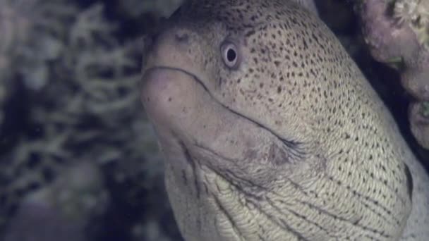 Moray perigoso subaquático em busca de comida no Mar Vermelho . — Vídeo de Stock