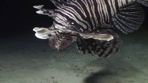 Skorpionfische unter Wasser auf Hintergrund Meereslandschaft im roten Meer. — Stockvideo