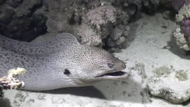 Moray peligroso bajo el agua en busca de alimentos en el Mar Rojo . — Vídeos de Stock