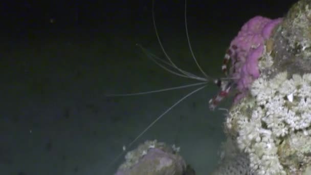 Cauda de moray perigoso subaquático em busca de comida no mar Vermelho . — Vídeo de Stock