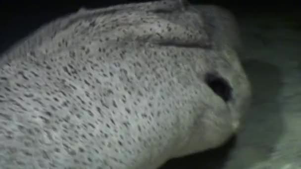 Farliga Moray under vattnet på jakt efter mat i Röda havet. — Stockvideo