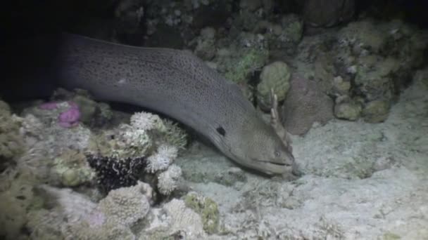 Moray bajo el agua en coral en el Mar Rojo . — Vídeos de Stock