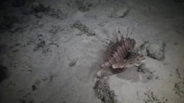 Moray bajo el agua en coral en el Mar Rojo . — Vídeo de stock