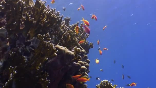 École de poissons sous-marins sur fond de paysage marin en mer Rouge . — Video
