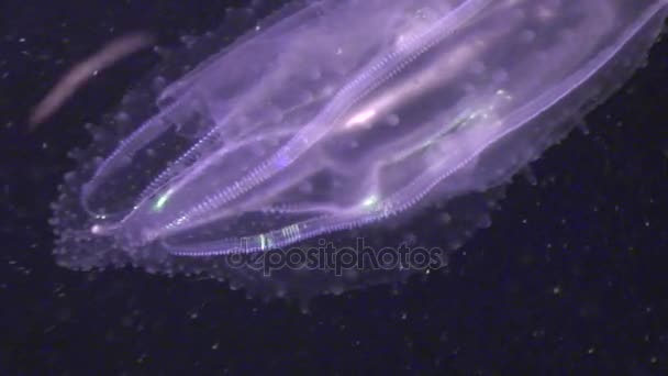 Méduses Ctenophore sous-marines en Mer Rouge .