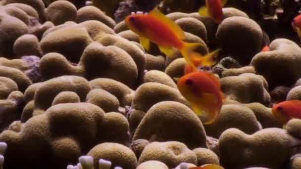 School of fish underwater on background marine landscape in Red sea. — Stock Video