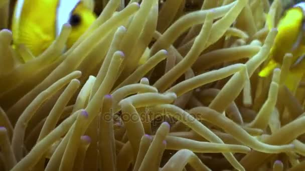 Korallok és a Bohóc hal víz alatt a háttérben a tengeri táj, a Vörös-tenger. — Stock videók