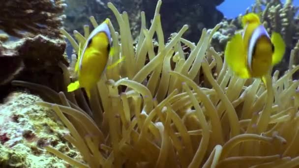 Anemonen und Clownfische unter Wasser vor dem Hintergrund der Meereslandschaft im roten Meer. — Stockvideo