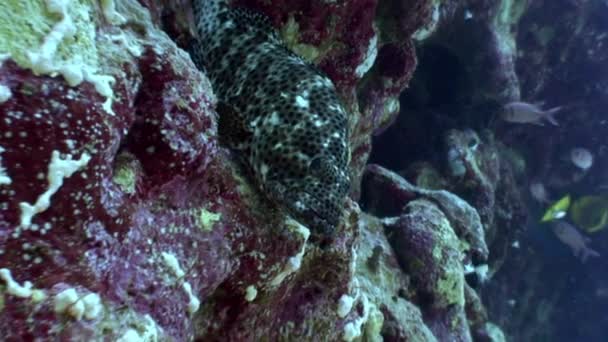 Fish underwater on background marine landscape in Red sea. — Stock Video