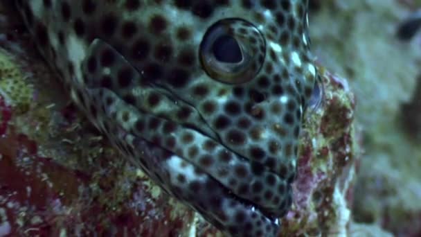 Fish underwater on background marine landscape in Red sea. — Stock Video