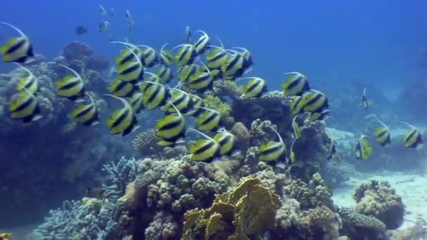 Butterfly fiskstim under vattnet på bakgrund korallrev i Röda havet. — Stockvideo