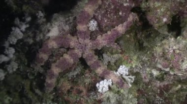 Deniz kestanesi echinus sualtı Red Sea'deki/daki yiyecek bulmak.