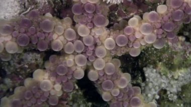 Deniz kestanesi echinus sualtı Red Sea'deki/daki yiyecek bulmak.