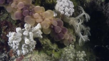 Deniz kestanesi echinus su altında arka plan deniz manzara Red Sea'deki/daki üzerinde.