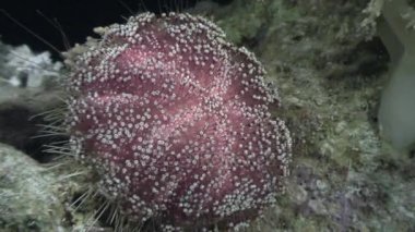 Deniz kestanesi echinus su altında arka plan deniz manzara Red Sea'deki/daki üzerinde.