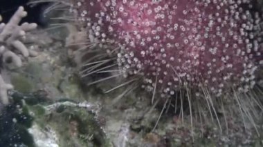 Deniz kestanesi echinus su altında arka plan deniz manzara Red Sea'deki/daki üzerinde.