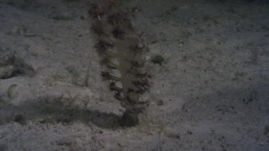 Su altında arka plan deniz manzara okyanus üzerinde deniz kalemler.