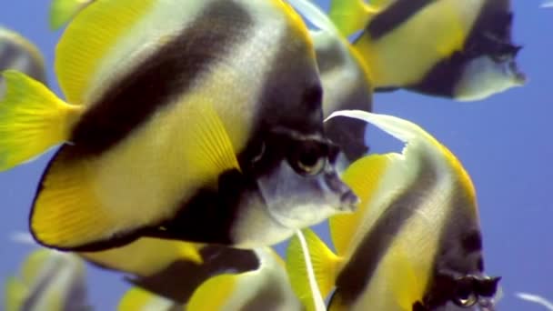 École de poissons papillons sous-marins sur fond de paysage marin en mer Rouge . — Video