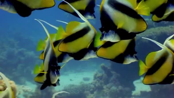 Escuela de peces mariposa bajo el agua en el fondo de coral en el Mar Rojo . — Vídeo de stock