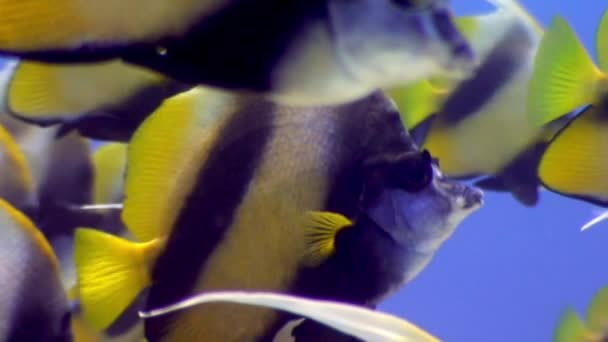 School of butterfly fish underwater on background marine landscape in Red sea. — Stock Video