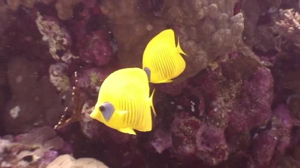 Peces de color amarillo brillante bajo el agua sobre fondo de coral en el Mar Rojo . — Vídeo de stock