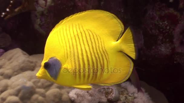 Peces de color amarillo brillante bajo el agua sobre fondo de coral en el Mar Rojo . — Vídeo de stock